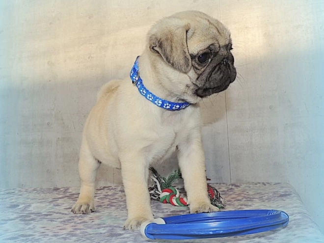 Pug puppy for sale
