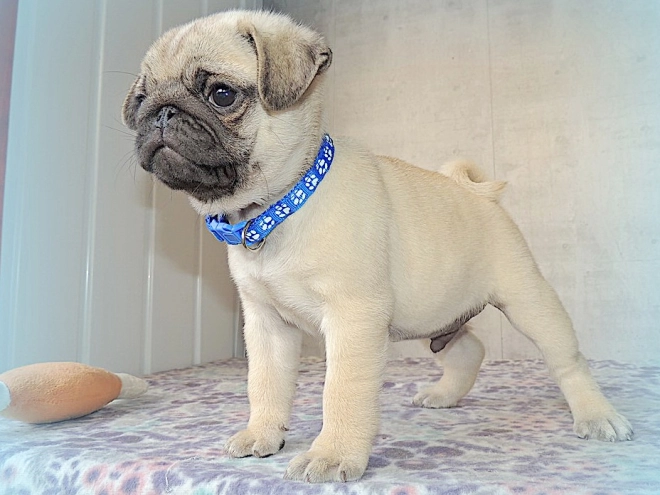 Pug puppy for sale