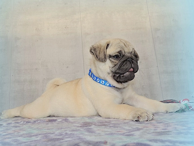 Pug puppy for sale
