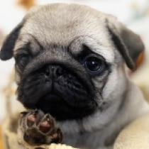 Hermes, fawn Pug for sale