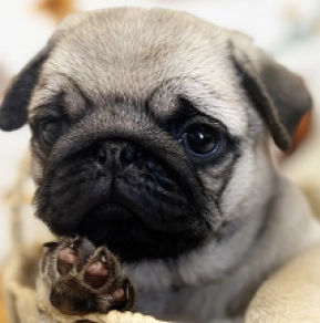 Pug puppy for sale