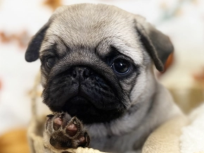 Pug puppy for sale