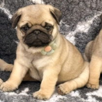 Hermes, fawn Pug for sale