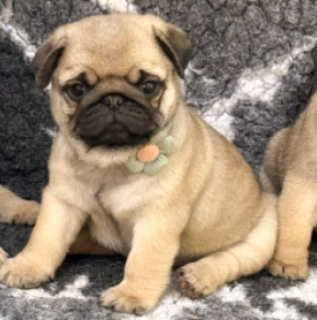 Pug puppy for sale