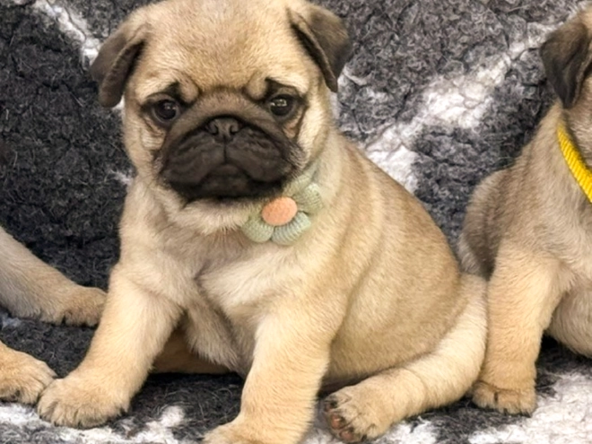 Pug puppy for sale