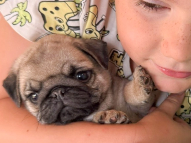 Pug puppy for sale
