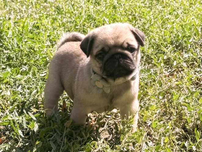 Pug puppy for sale