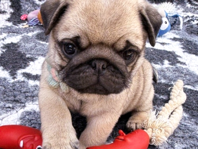 Pug puppy for sale