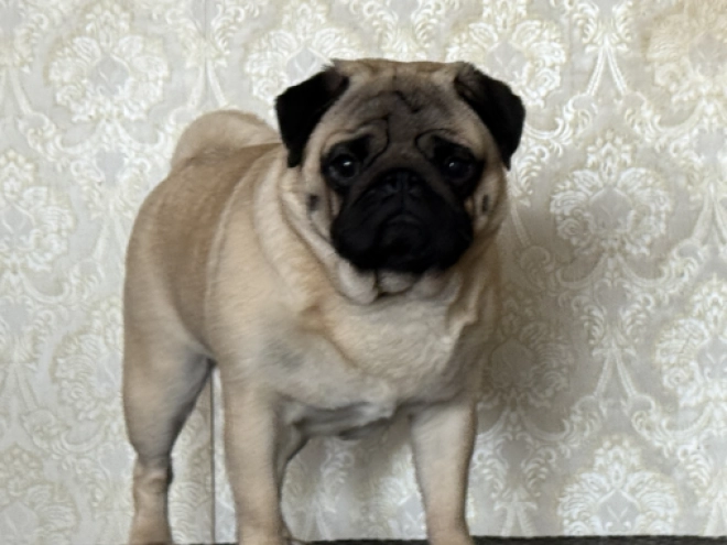 Pug puppy for sale