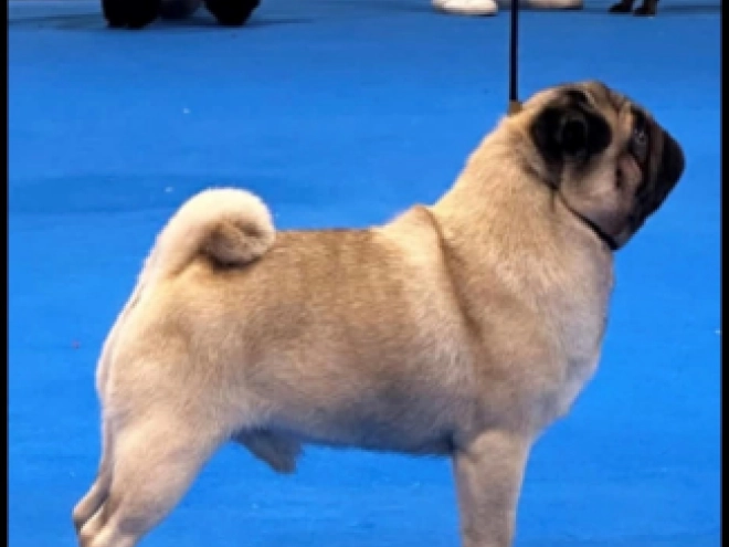 Pug puppy for sale