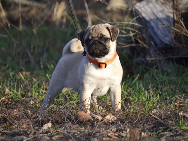 Perros Carlino en venta