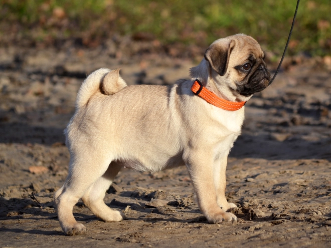 Perros Carlino en venta
