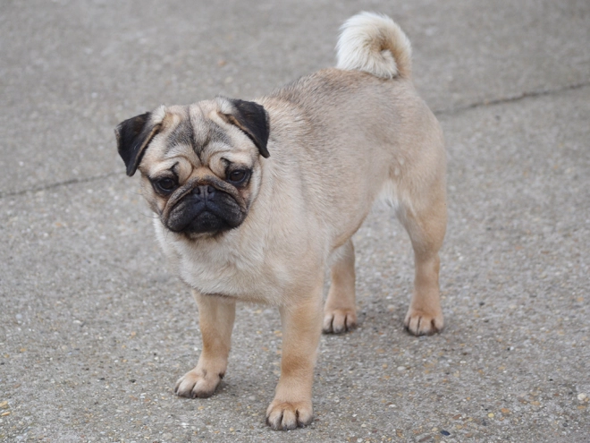 Perros Carlino en venta