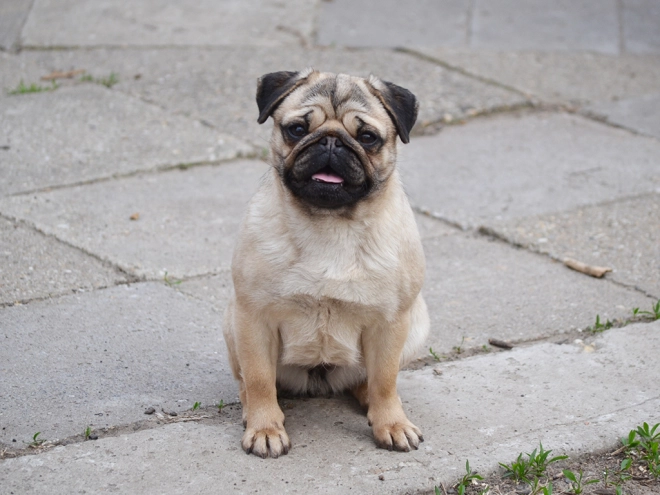 Perros Carlino en venta