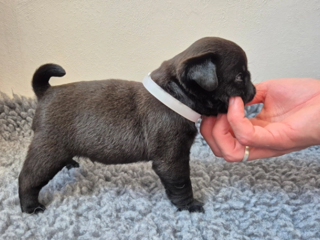 Mops Welpe kaufen