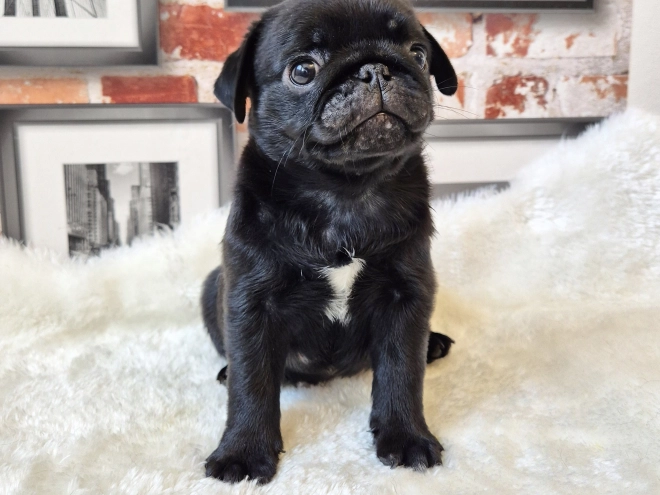 Mops Welpe kaufen