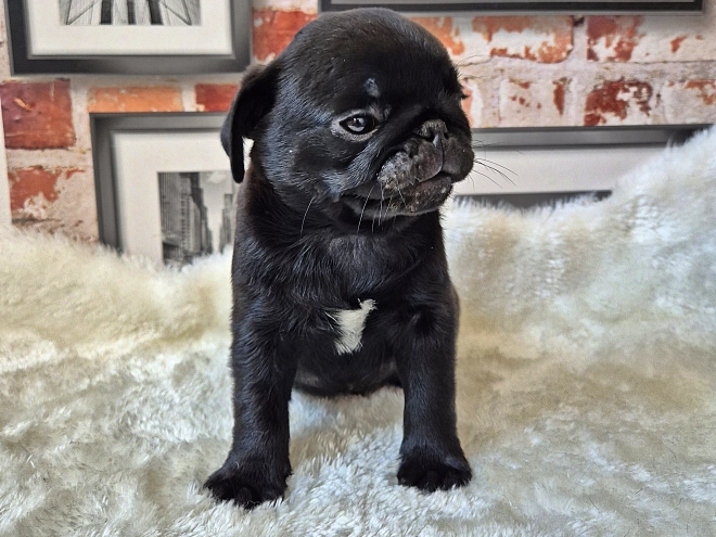 Mops Welpe kaufen