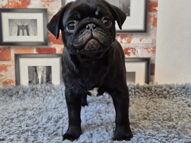 Mops Welpe kaufen