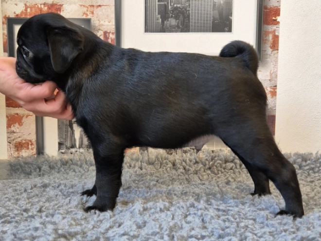 Mops Welpe kaufen