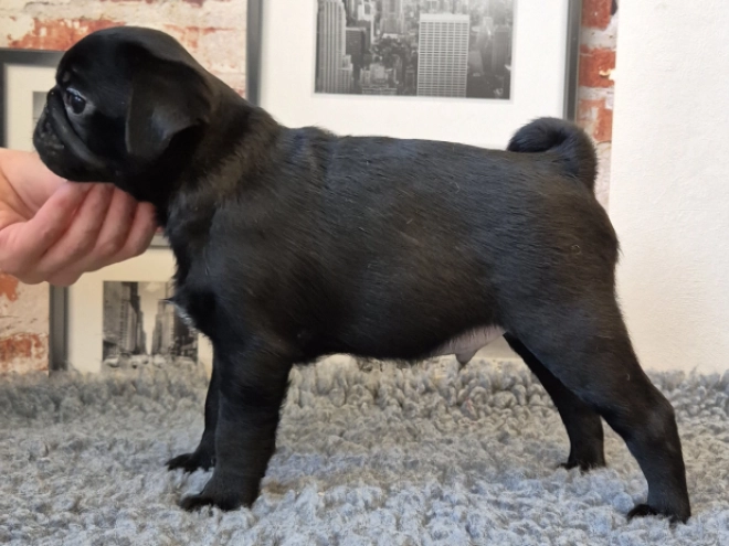 Mops Welpe kaufen