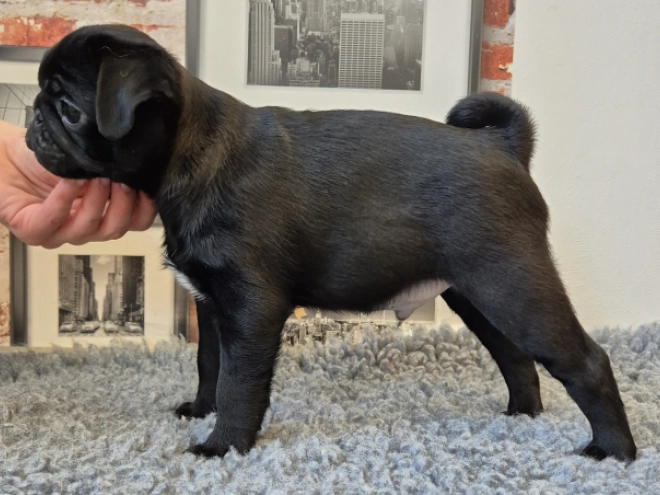 Mops Welpe kaufen