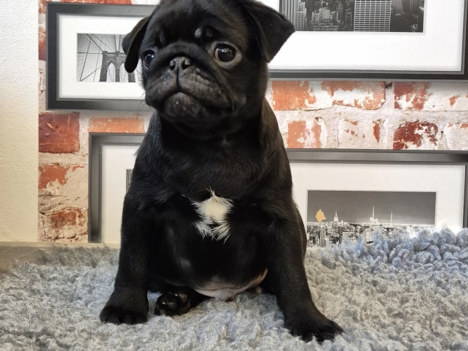 Mops Welpe kaufen