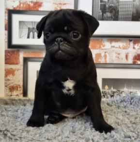 Perros Carlino en venta