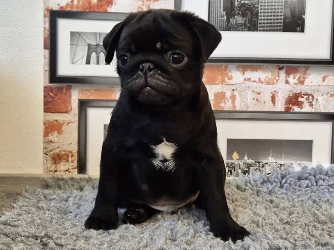 Mops Welpe kaufen