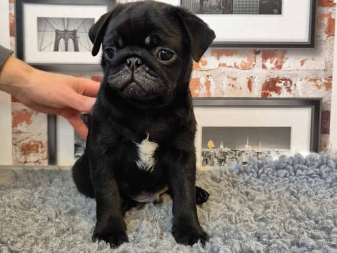 Mops Welpe kaufen
