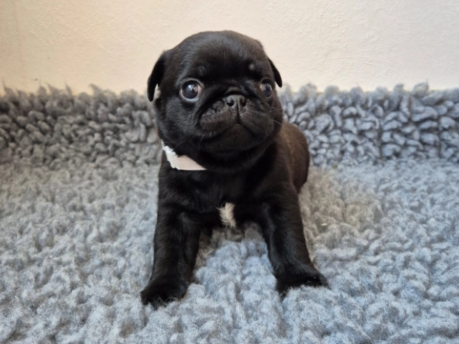 Mops Welpe kaufen