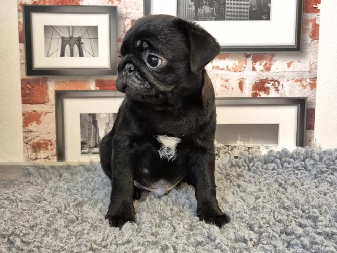 Mops Welpe kaufen