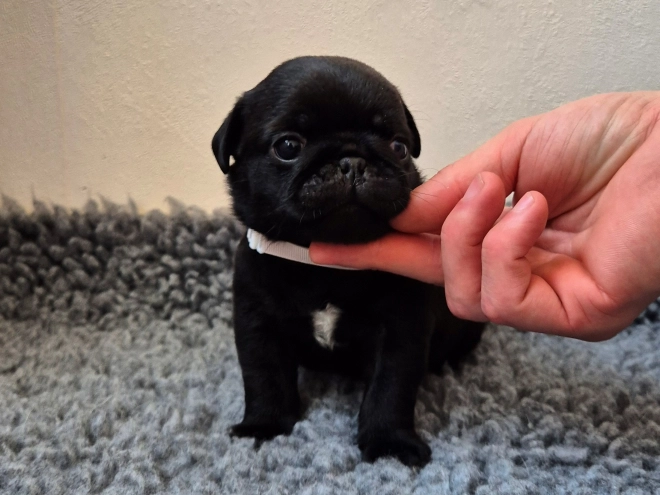 Mops Welpe kaufen