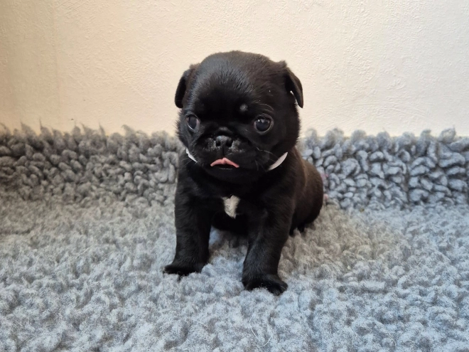 Mops Welpe kaufen
