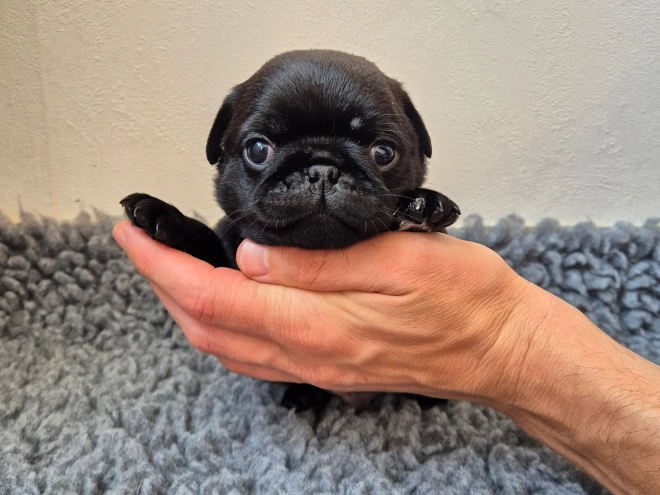 Mops Welpe kaufen