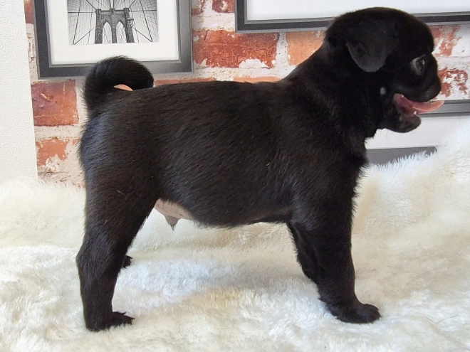 Mops Welpe kaufen