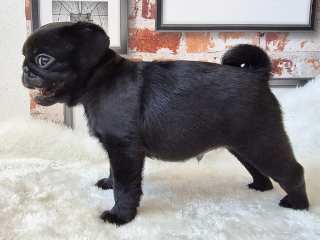Mops Welpe kaufen