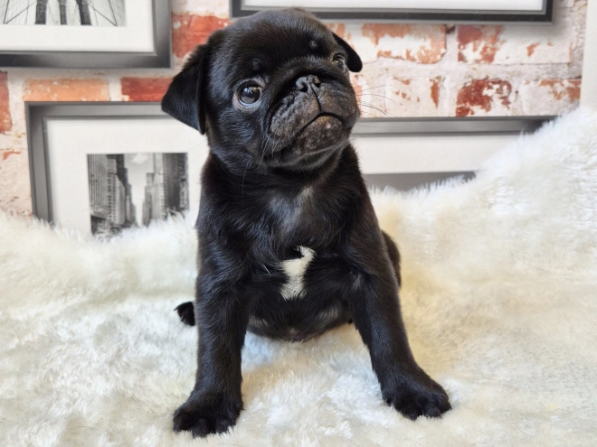 Mops Welpe kaufen