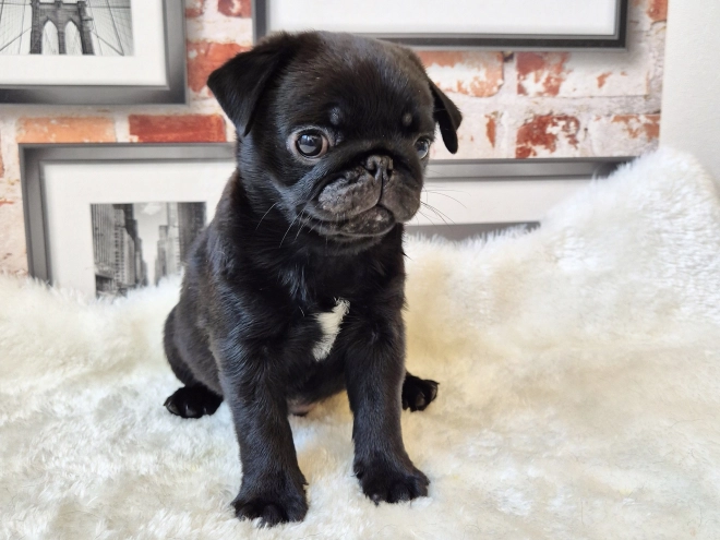 Mops Welpe kaufen