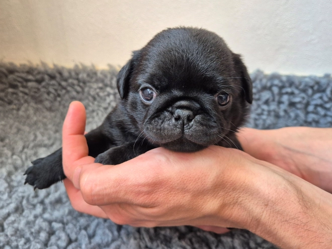 Mops Welpe kaufen