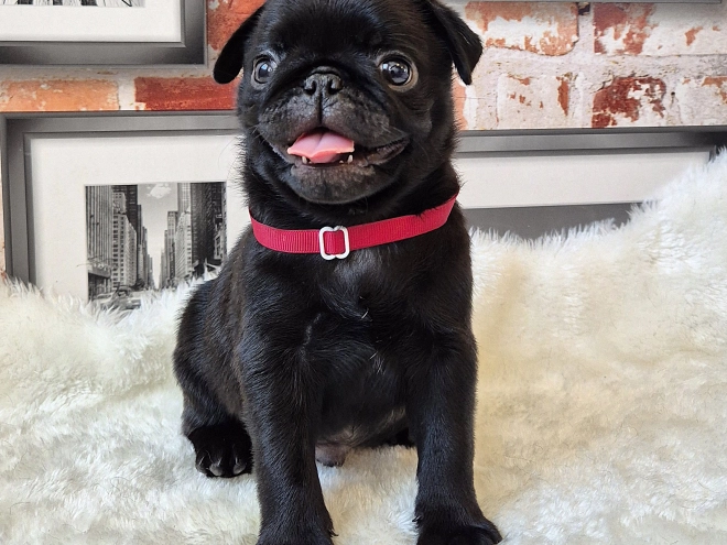 Mops Welpe kaufen