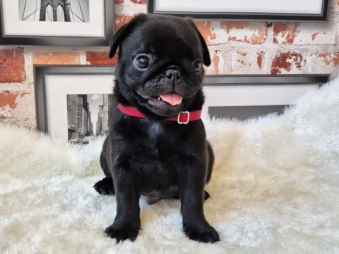 Mops Welpe kaufen