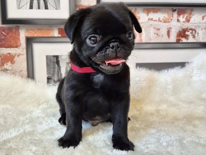Mops Welpe kaufen