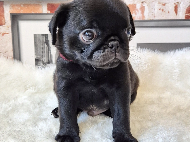Mops Welpe kaufen