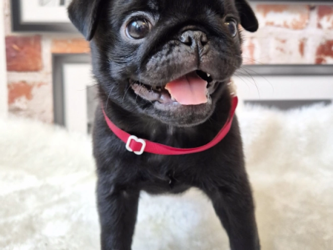 Mops Welpe kaufen