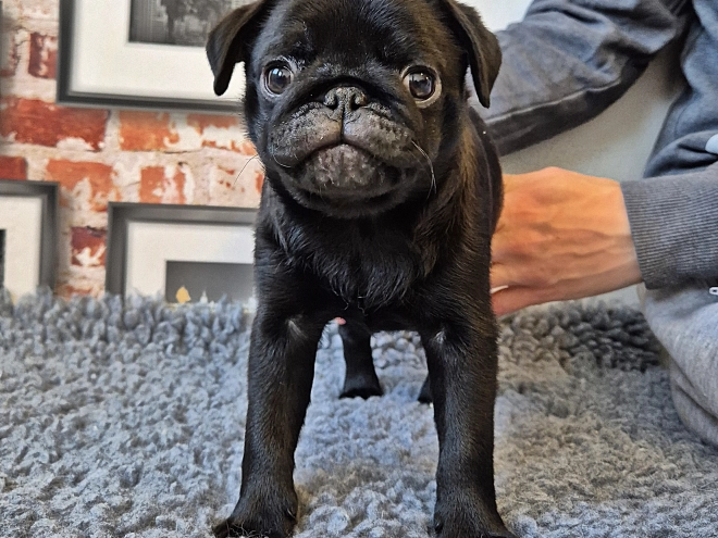Mops Welpe kaufen