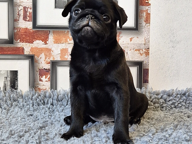 Mops Welpe kaufen