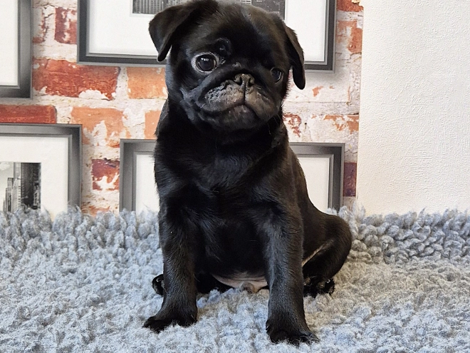 Mops Welpe kaufen