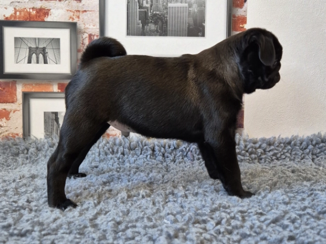 Mops Welpe kaufen