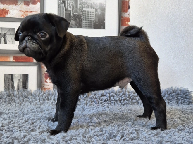 Mops Welpe kaufen