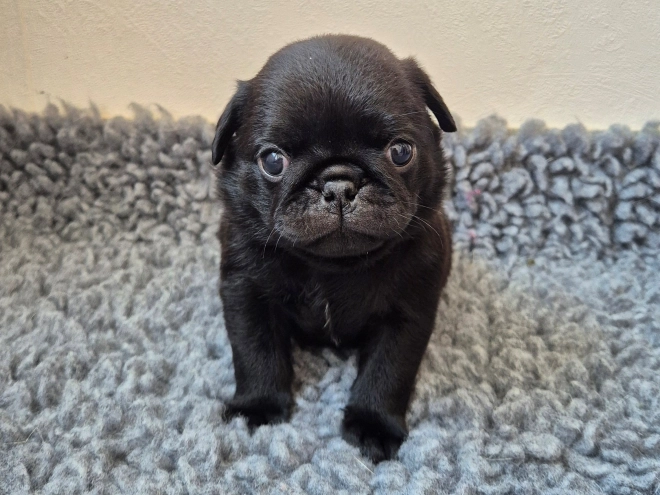 Mops Welpe kaufen